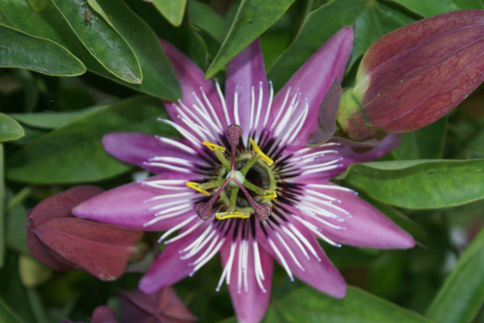 Sony Alpha DSLR-A100 sample photo. Flower, green, color photography