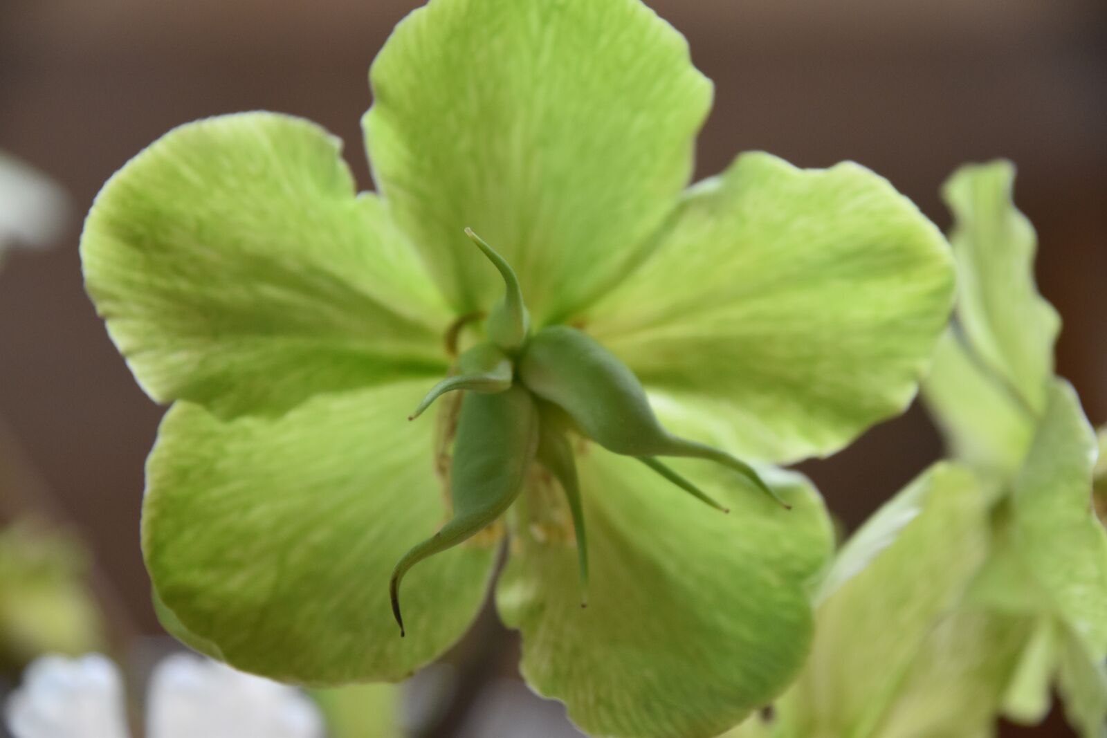 Nikon D5600 sample photo. Hellebore, plant, nature photography