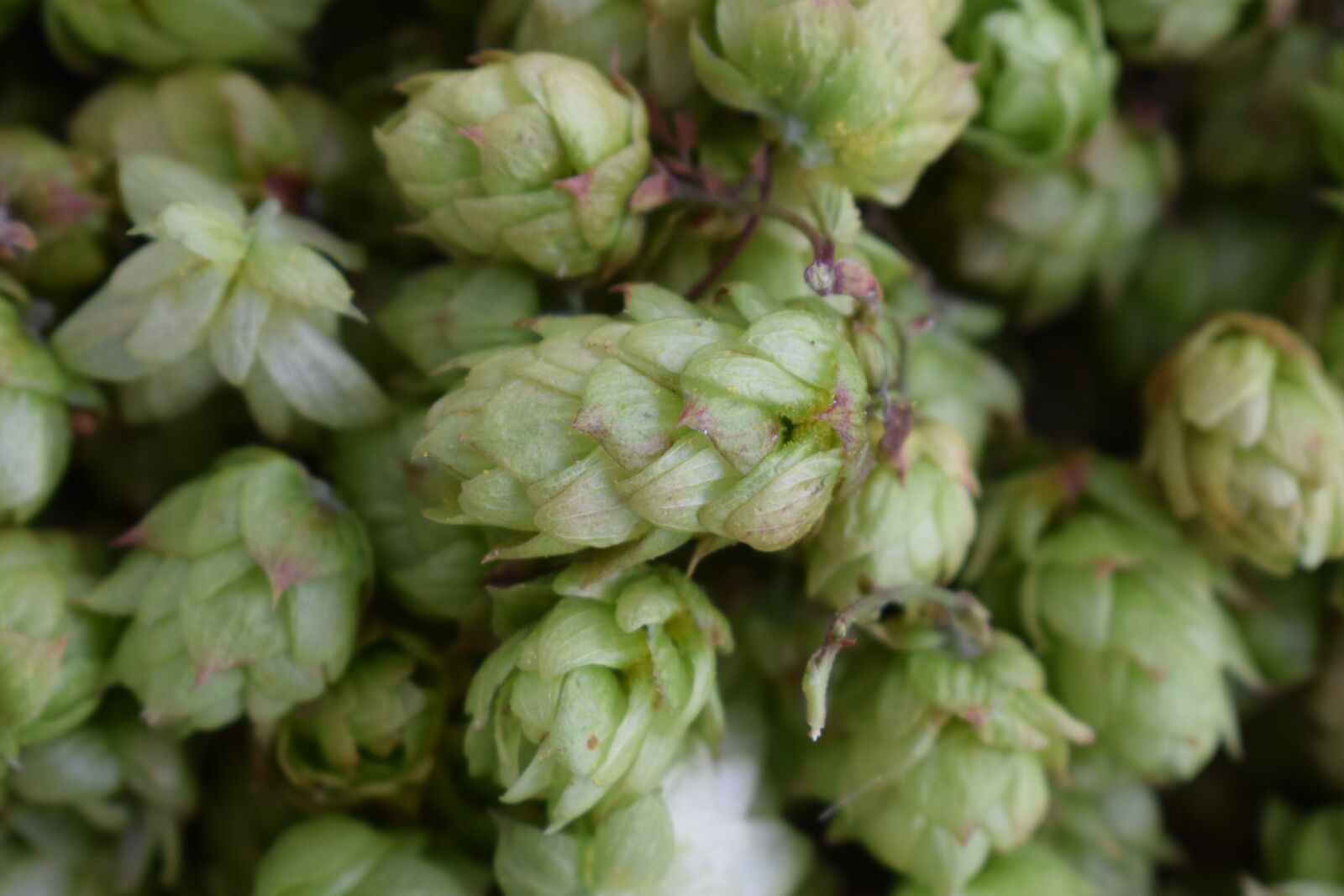 Nikon D3300 sample photo. Hop, brewing, beer photography