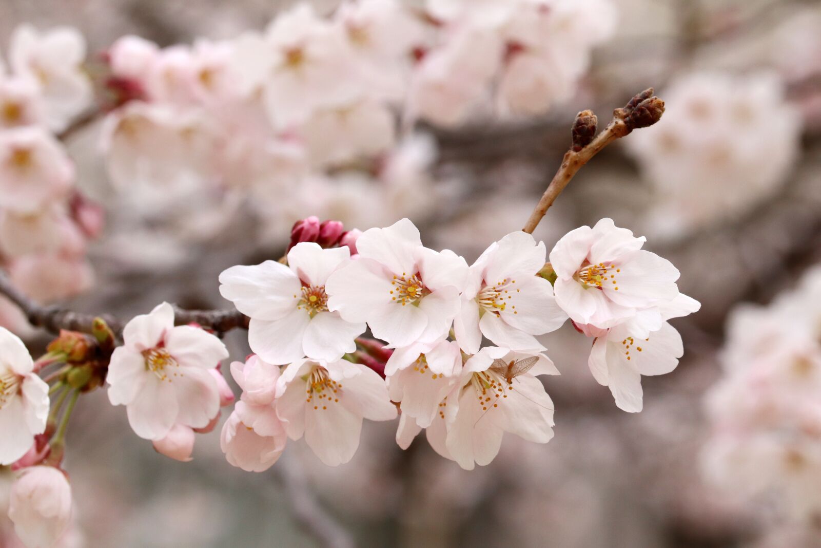 Canon EOS 800D (EOS Rebel T7i / EOS Kiss X9i) sample photo. Cherry blossom, spring, flowers photography
