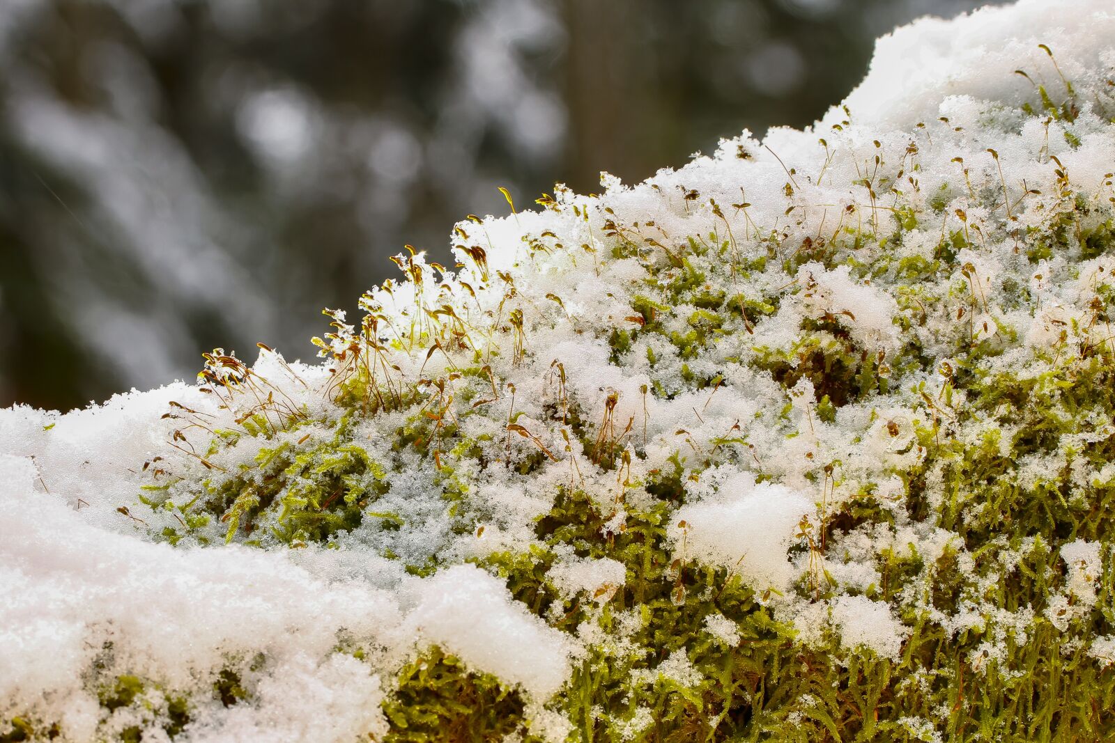 Tamron SP AF 60mm F2 Di II LD IF Macro sample photo. Moss, snow, winter photography