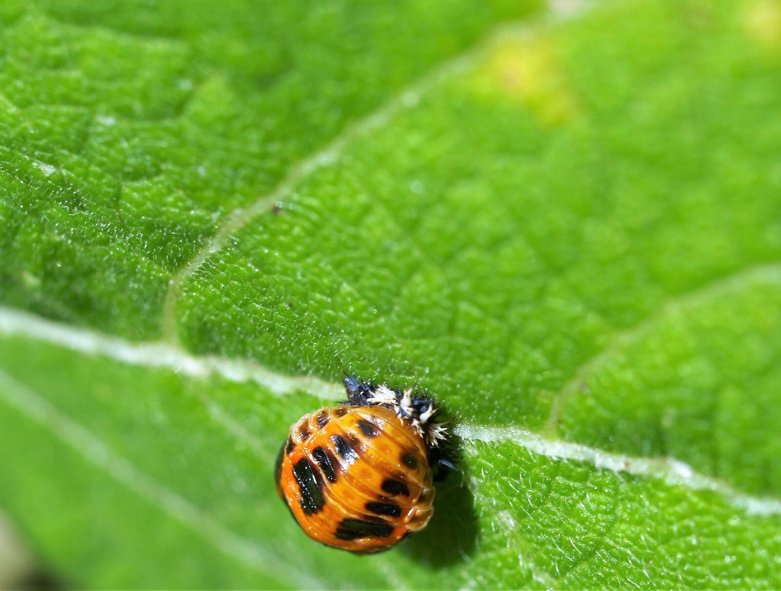 Olympus E-520 (EVOLT E-520) sample photo. Nature, leaf, outdoors photography