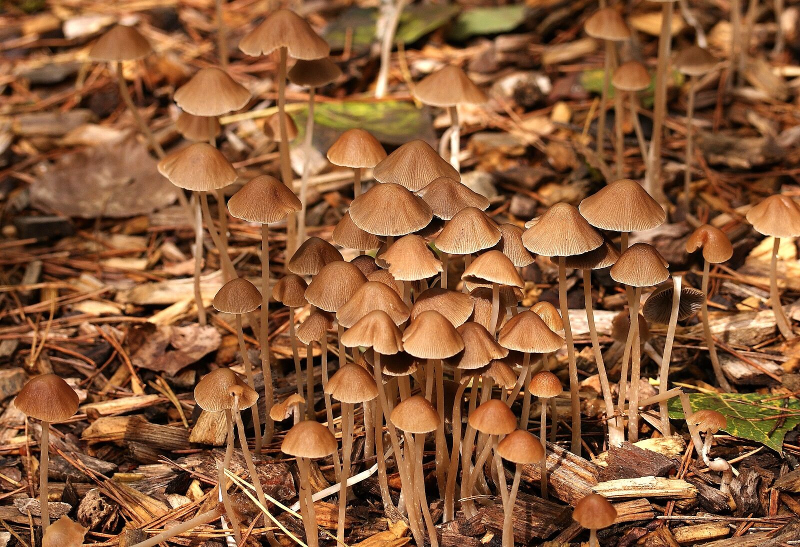 Sony Alpha DSLR-A350 sample photo. Mushrooms, forest, autumn photography