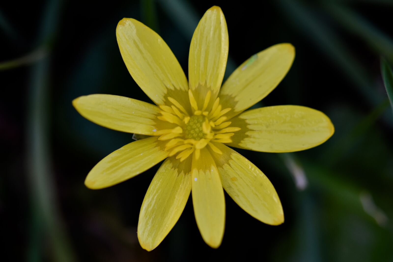Nikon D5600 sample photo. Flower, petals, yellow flowers photography