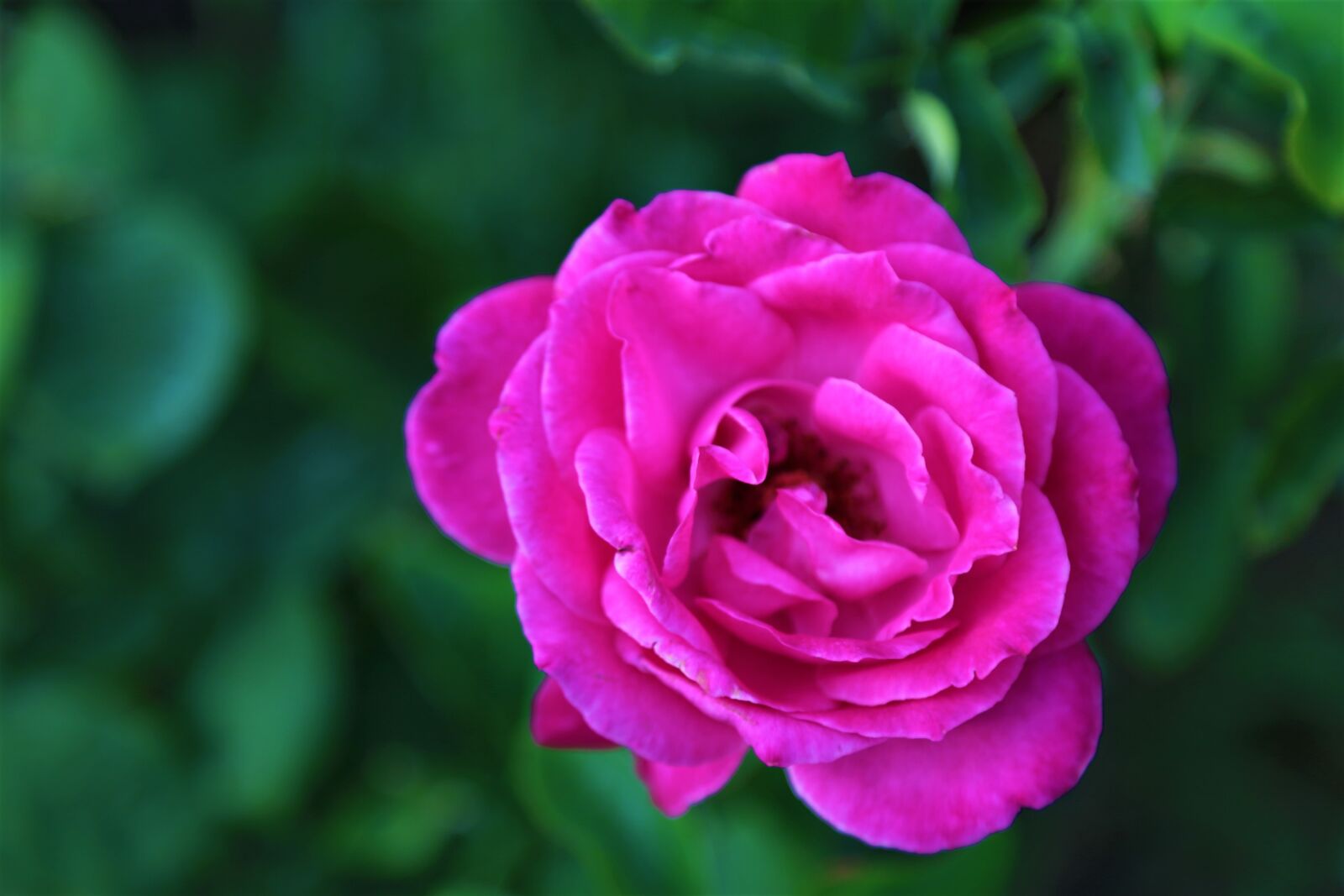 Canon EOS 5D Mark III sample photo. Rose, nature, pink photography