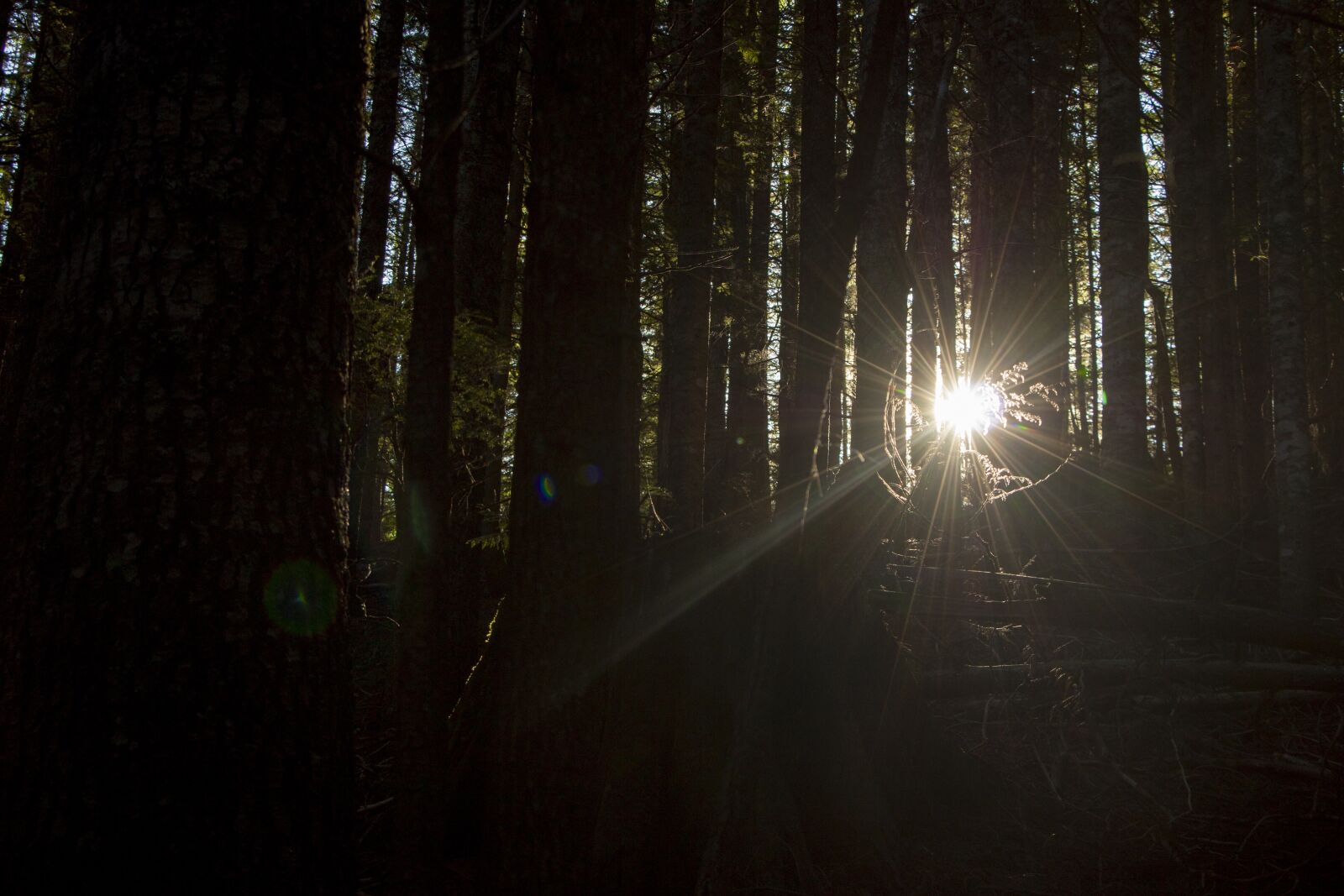 Canon EOS 70D sample photo. Light, rays light, forest photography