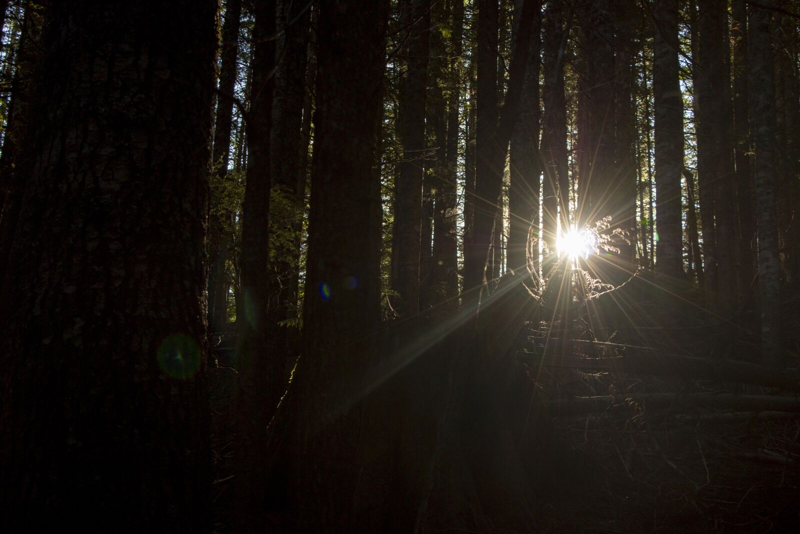 Canon EF-S 18-135mm F3.5-5.6 IS STM sample photo. Light, rays light, forest photography