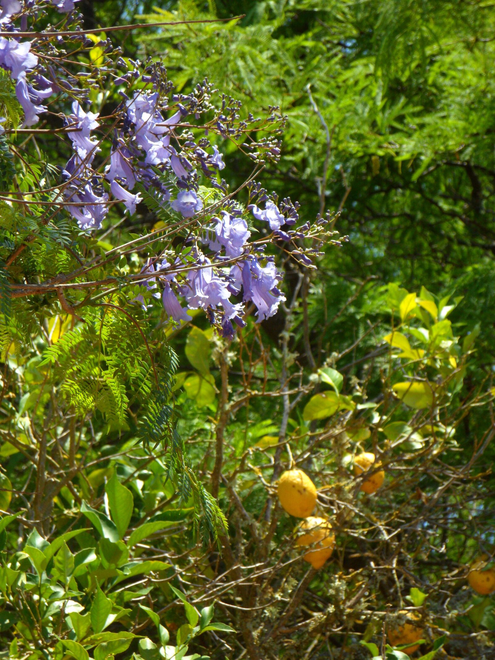 Samsung VLUU WB210, SAMSUNG WB210 sample photo. Jacaranda, lemon tree, garden photography