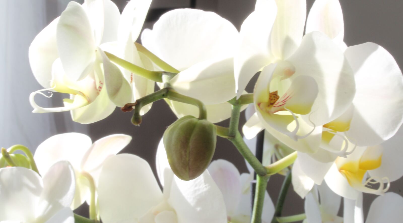 Canon EOS 1100D (EOS Rebel T3 / EOS Kiss X50) sample photo. Orchid, flower, beautiful photography