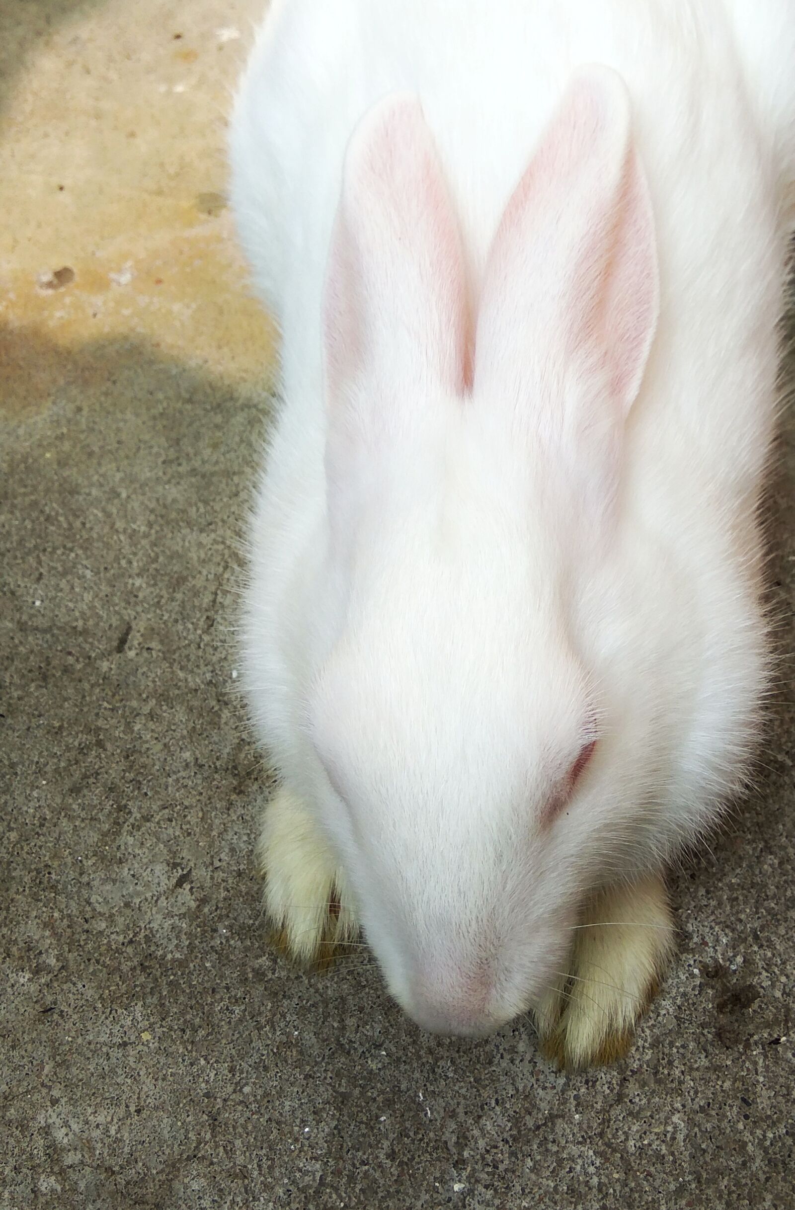 Xiaomi Redmi Note 3 sample photo. Amazing, animal, beautiful, beauty photography