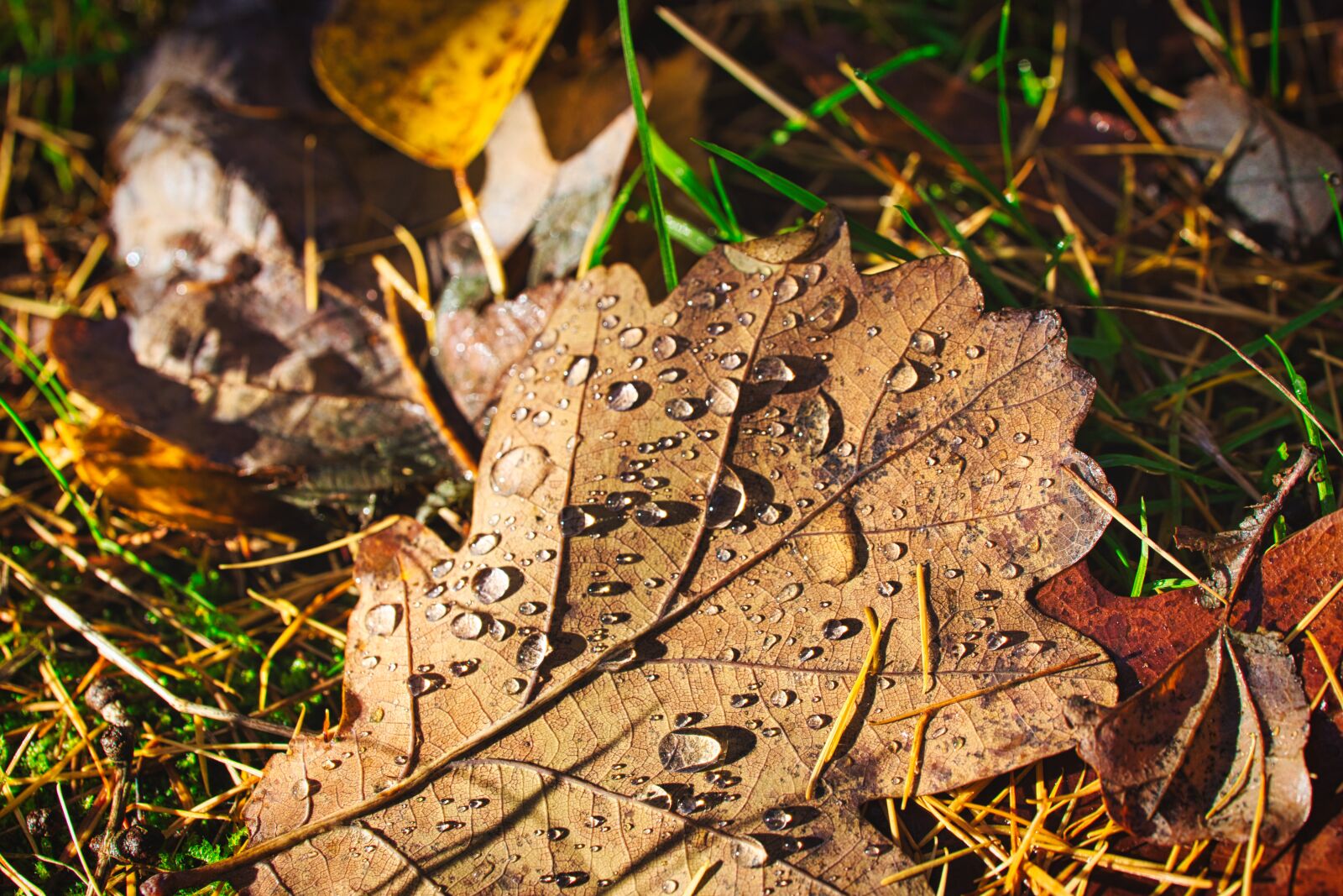 Canon EOS 6D sample photo. Leaves, raindrop, sunlight photography