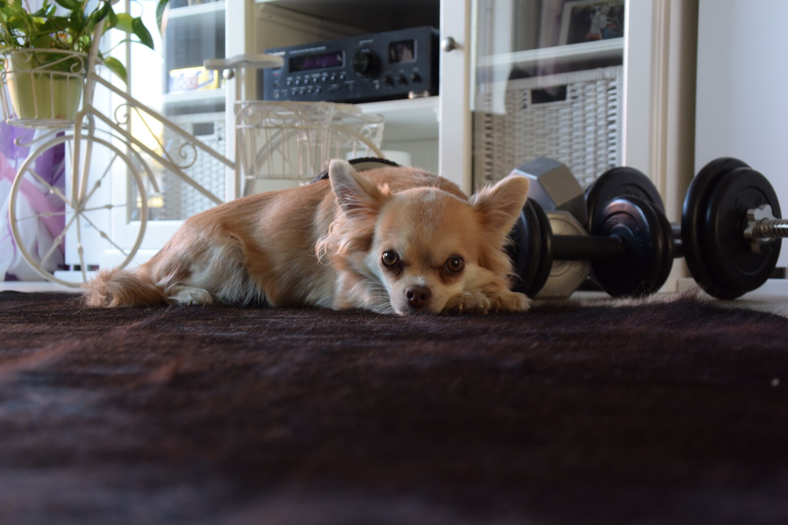 Nikon 1 V3 sample photo. Cute little dog photography