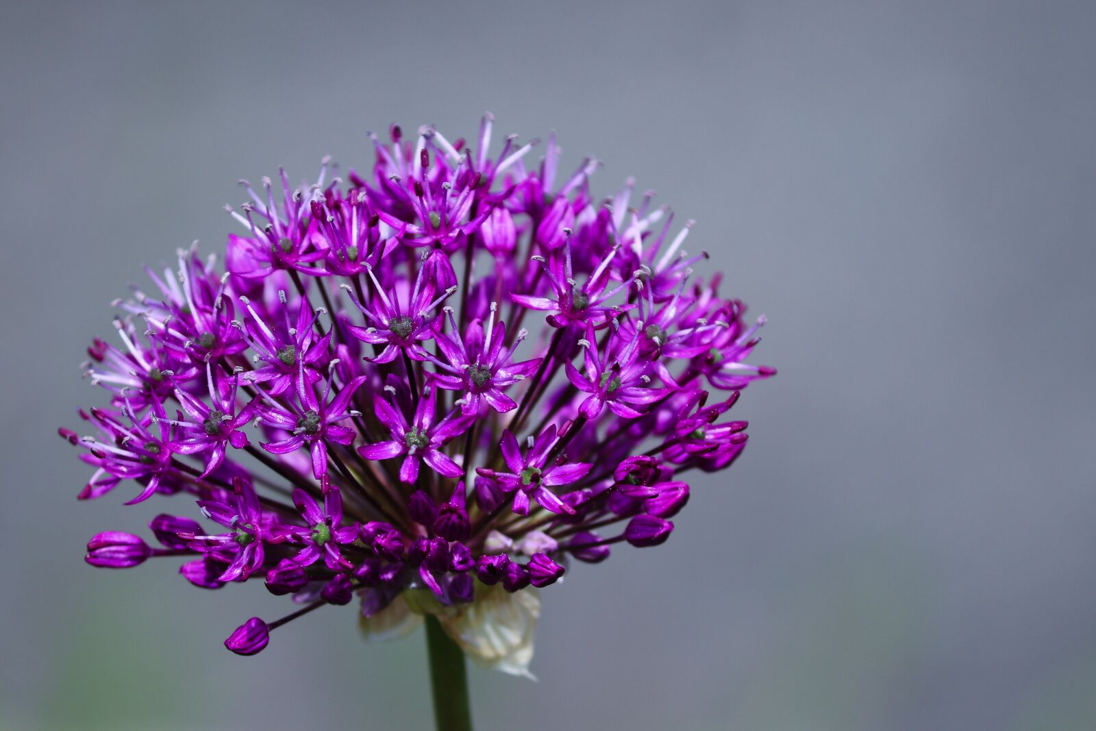 Canon EOS 200D (EOS Rebel SL2 / EOS Kiss X9) sample photo. Ornamental onion, allium, blossom photography