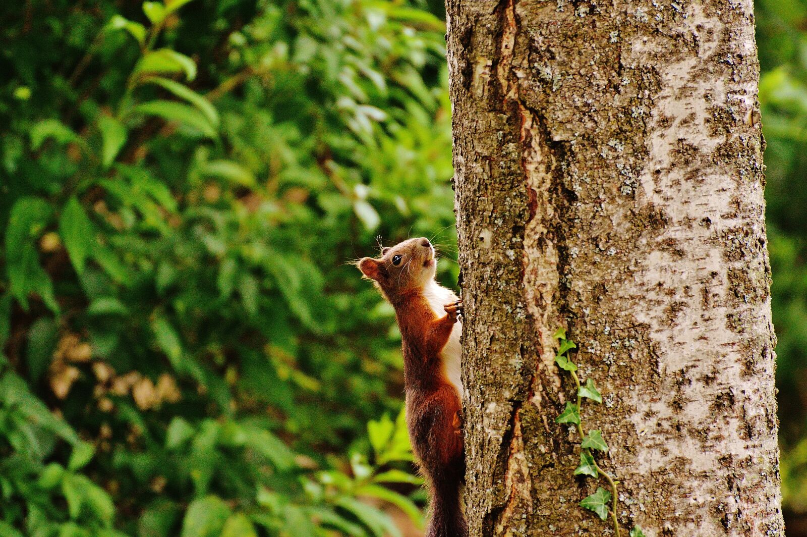 Nikon D3200 sample photo. Squirrel, nager, cute photography