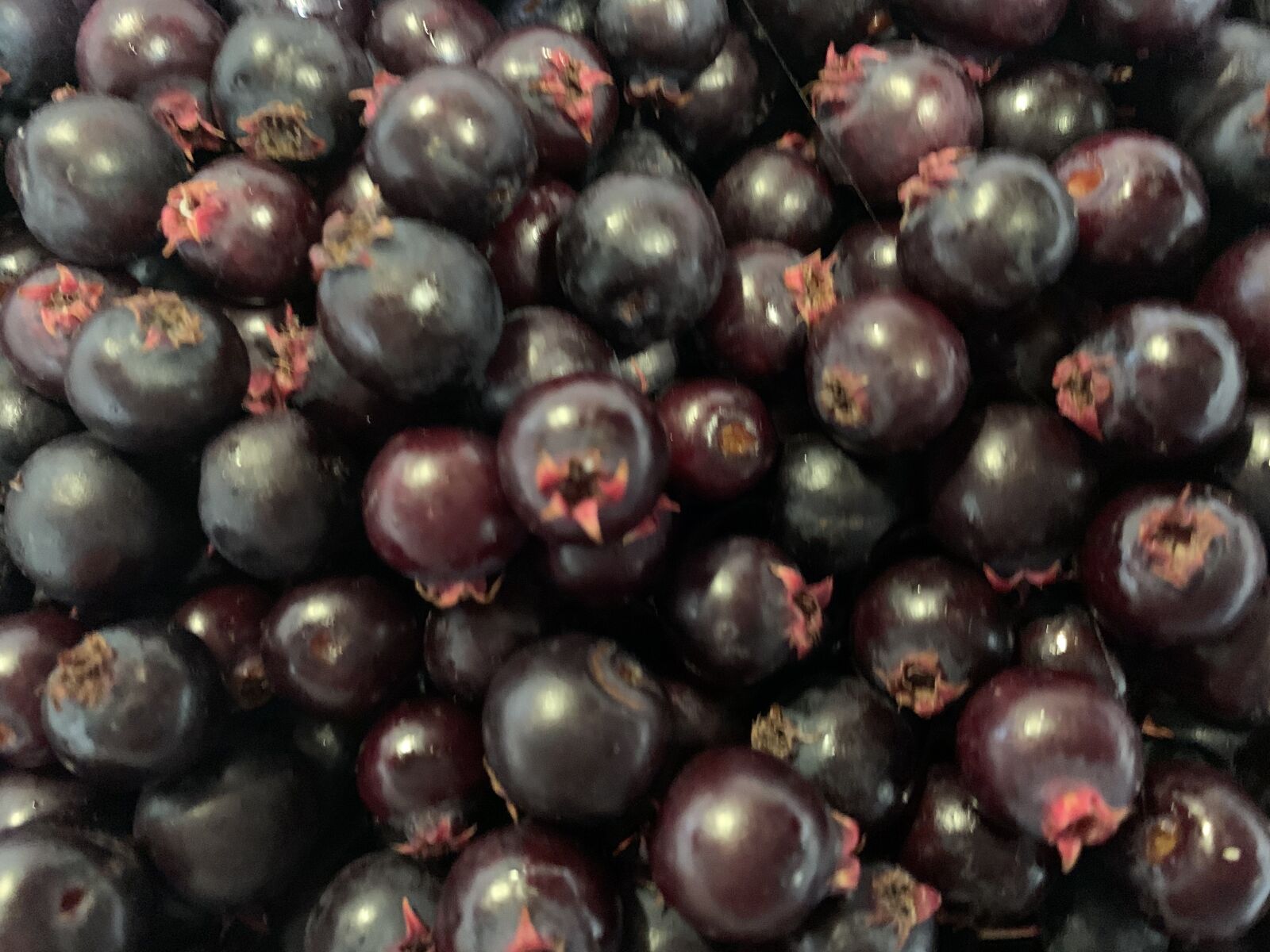 Apple iPhone XR sample photo. Purple, berries, saskatoon berries photography