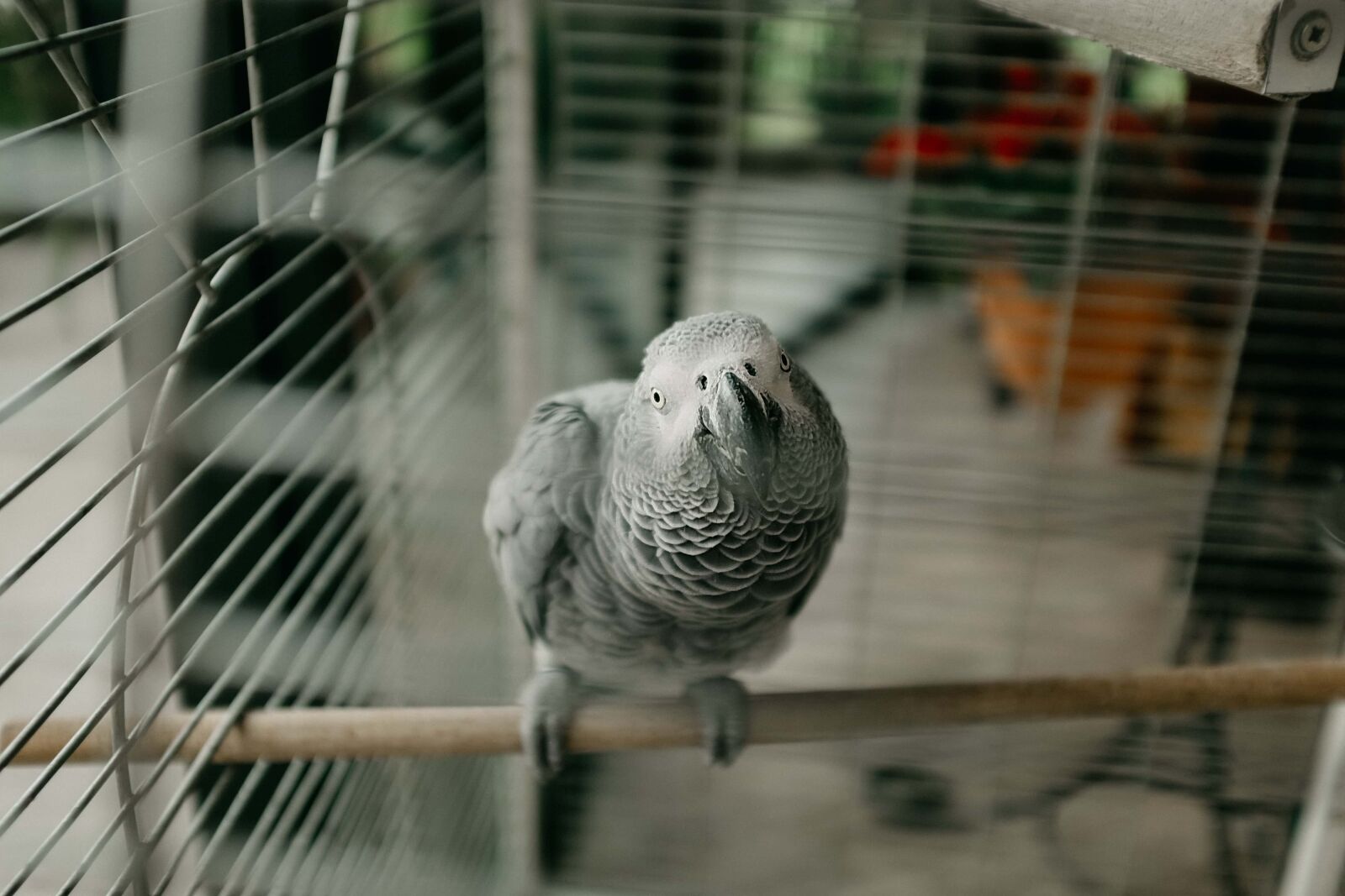 Fujifilm X100T sample photo. Parrot, grey, pet, cage photography
