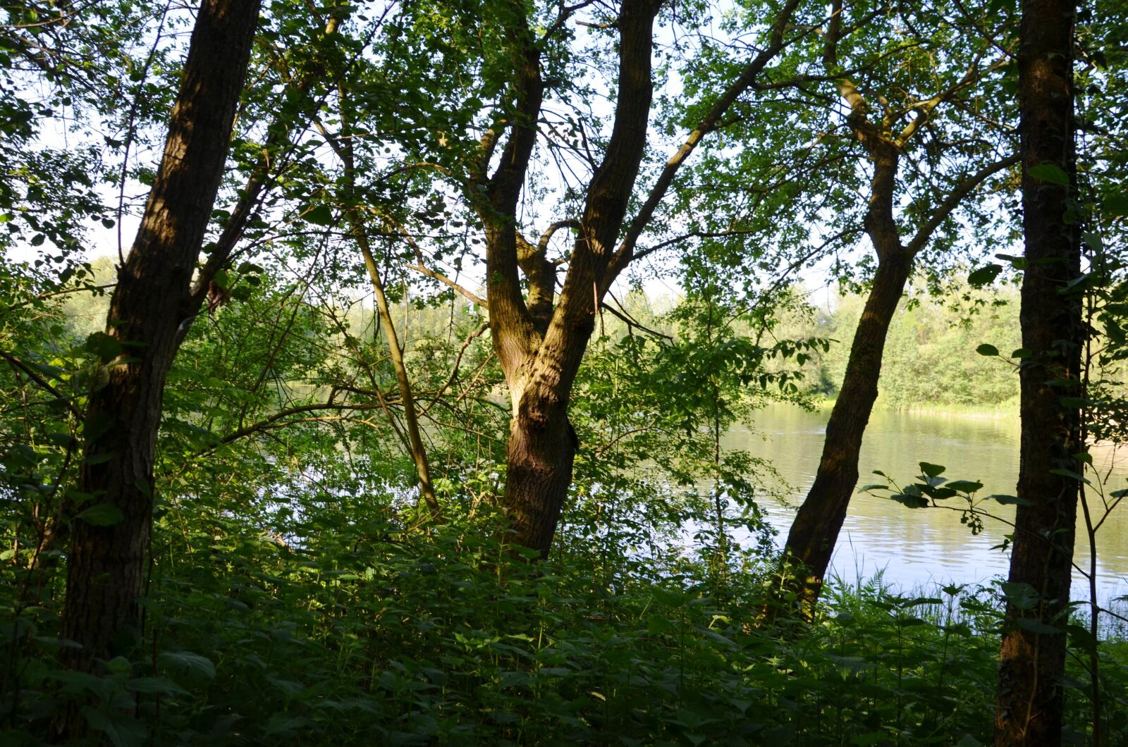 Nikon D5100 sample photo. Lake, trees, forest photography