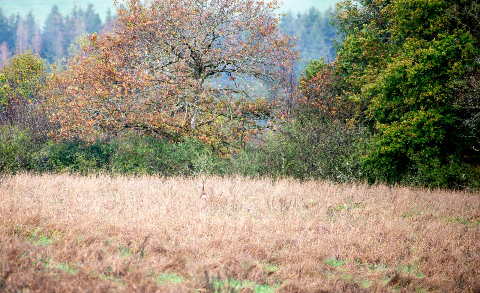 Nikon D600 sample photo. Landscape, ree, field photography