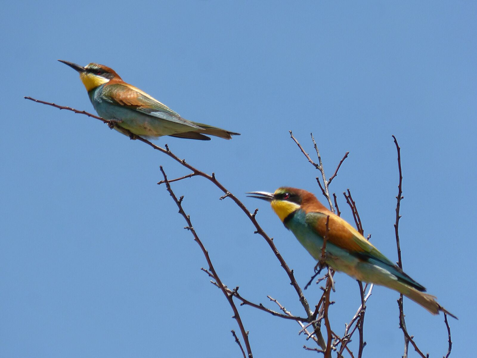 Panasonic DMC-FZ62 sample photo. Bee-eater, ave, abellarol photography