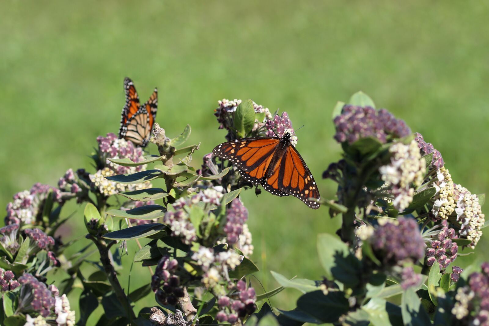 Canon EF-S 60mm F2.8 Macro USM sample photo. Monarch butterfly, laying an photography