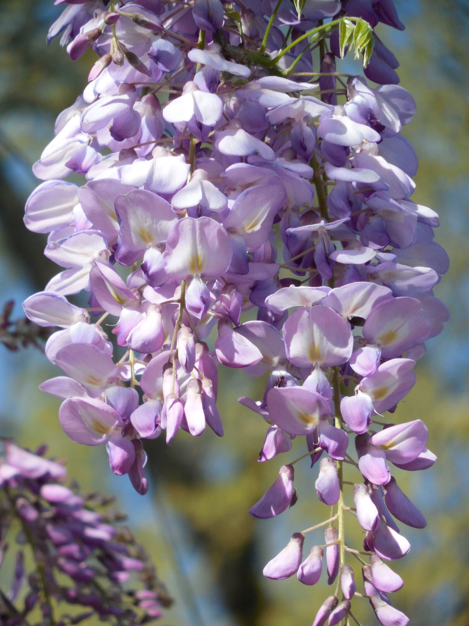 Nikon COOLPIX L620 sample photo. Wisteria, bloom, purple photography