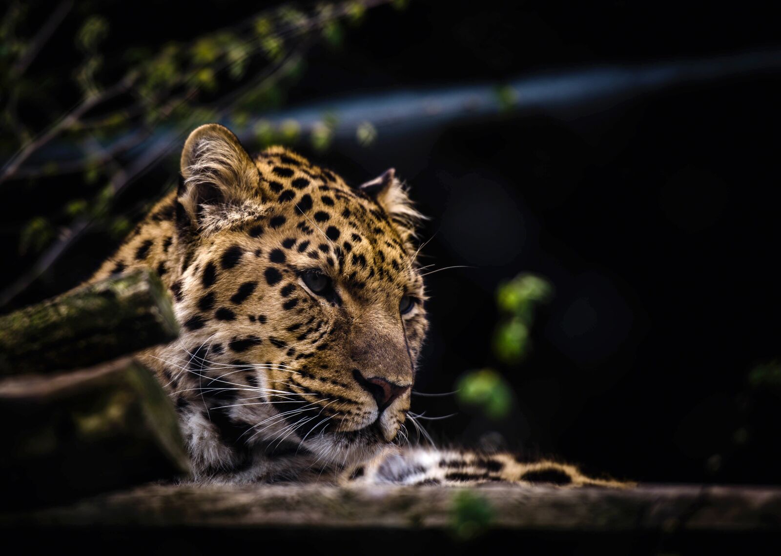 Nikon D810 sample photo. Animal, leopard, big cat photography
