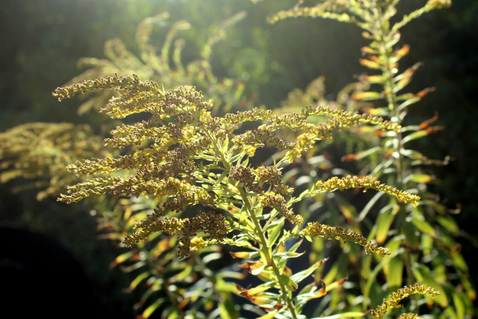 Canon EOS 1200D (EOS Rebel T5 / EOS Kiss X70 / EOS Hi) sample photo. Plants, grass, figure photography