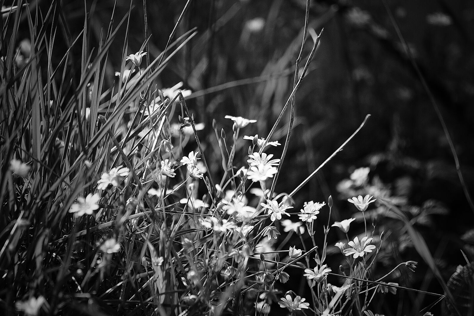 Sony E 55-210mm F4.5-6.3 OSS sample photo. Flower, nature, blossom photography