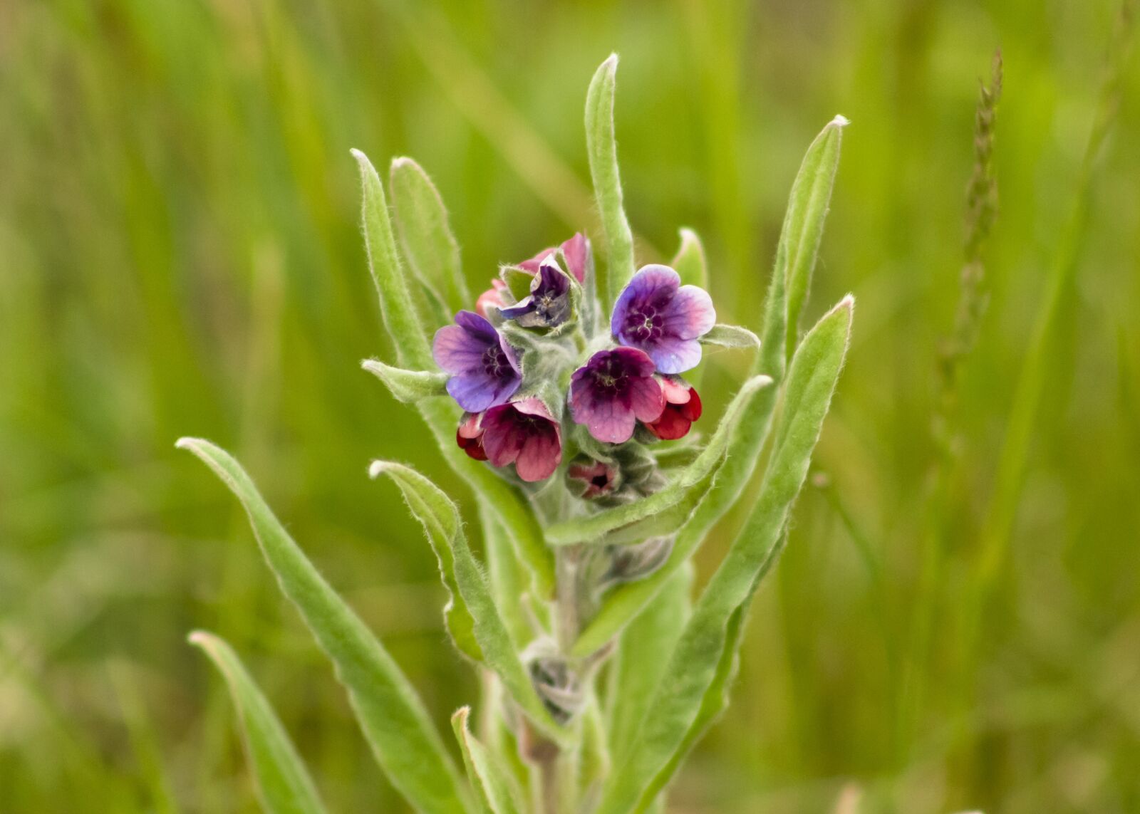 Canon EF75-300mm f/4-5.6 sample photo. Wildflower, meadow flower, spring photography