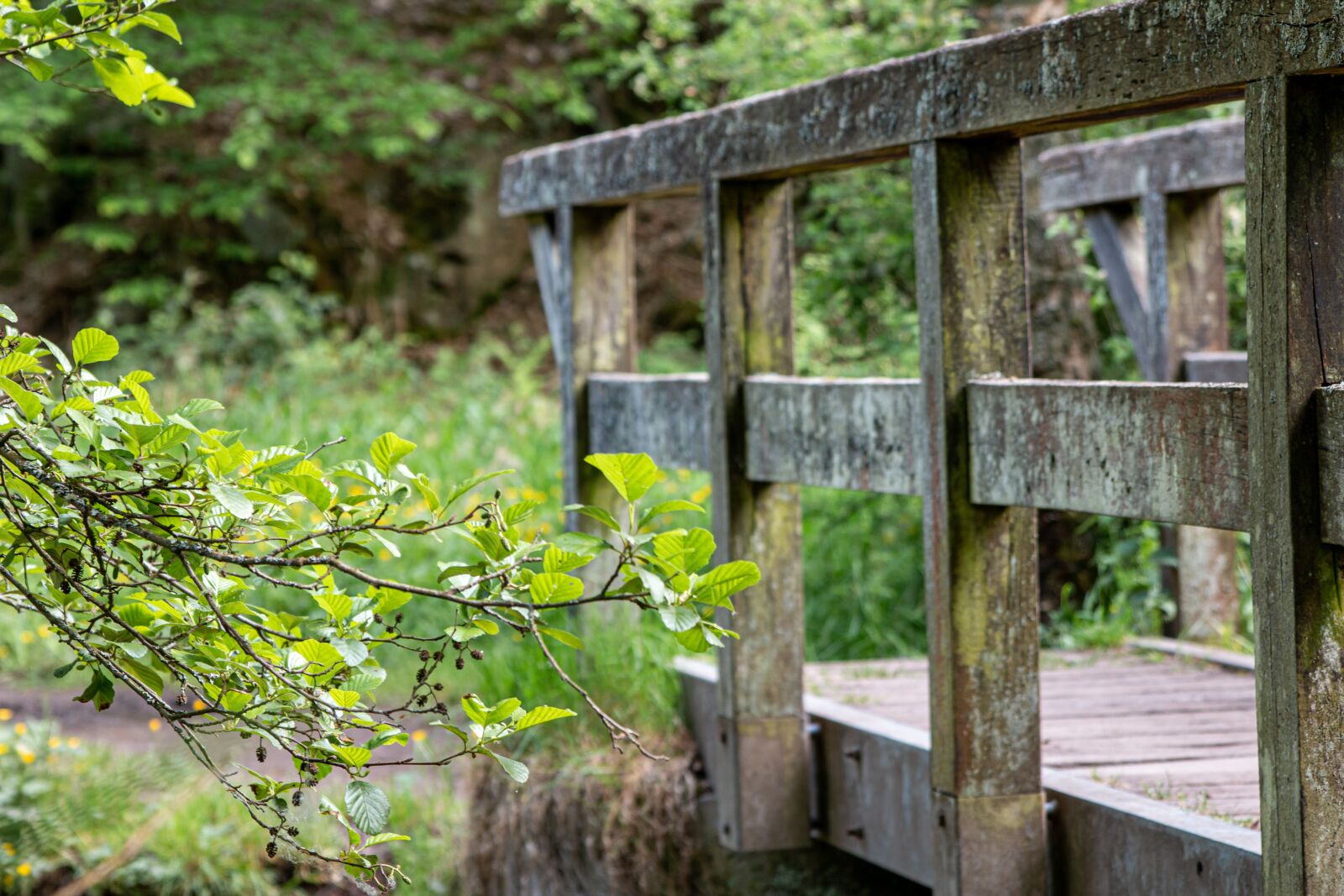 Canon EOS 70D sample photo. Bridge, green, nature photography