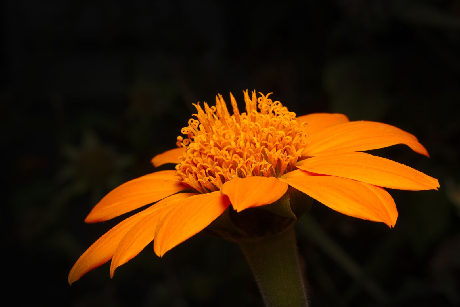 Canon EOS M5 + Canon EF-M 18-150mm F3.5-6.3 IS STM sample photo. Flower, autumn, orange photography
