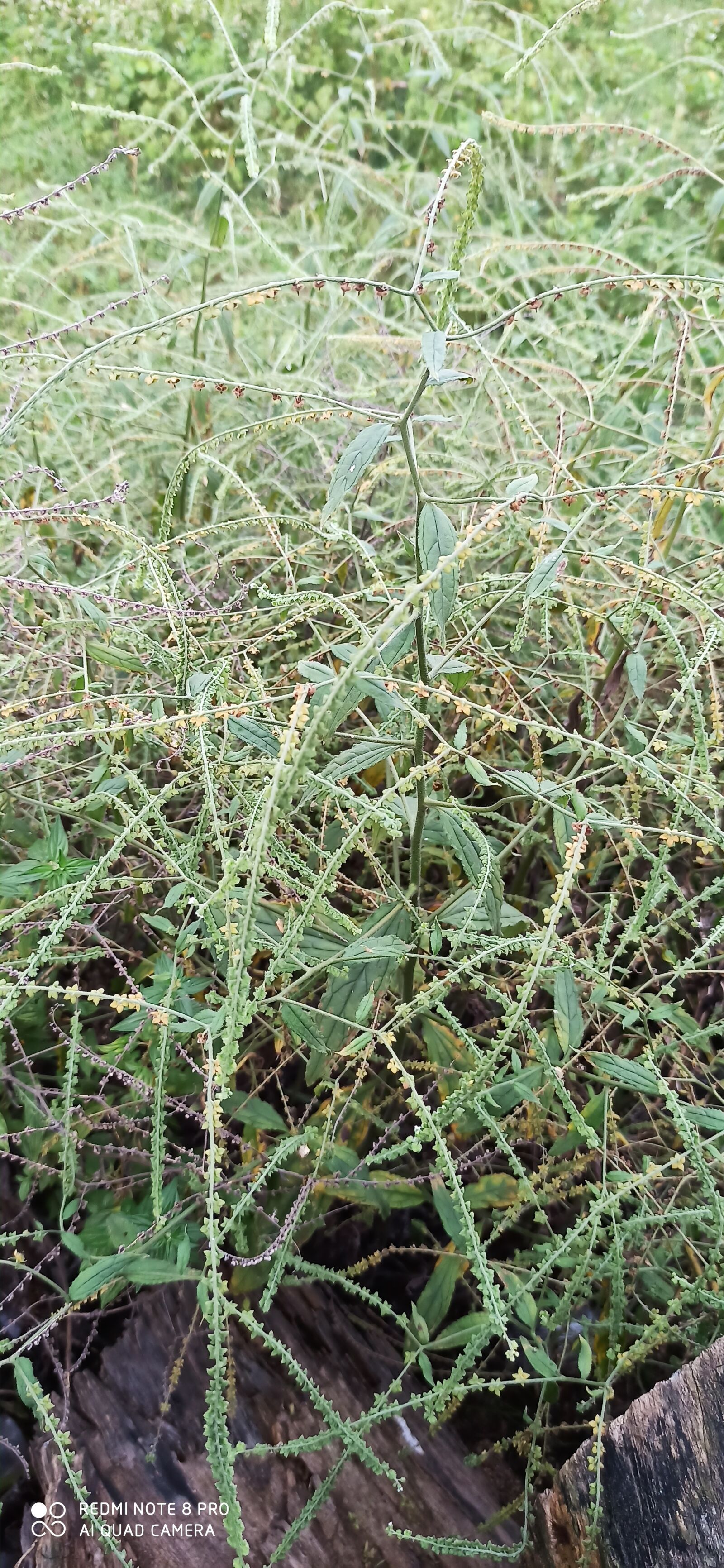 Xiaomi Redmi Note 8 Pro sample photo. Beutiful, plant, image photography