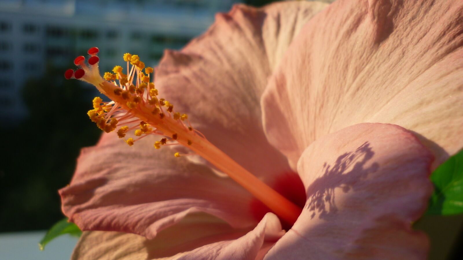 Panasonic Lumix DMC-FS6 sample photo. Hibiscus, flower, ornamental plant photography