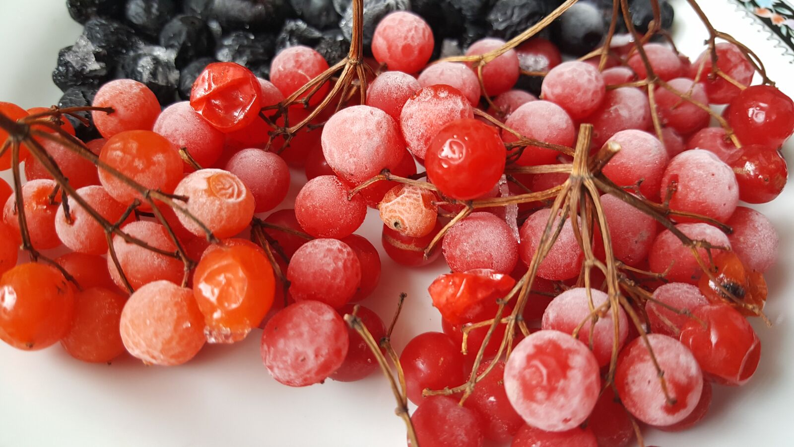 Samsung Galaxy S6 sample photo. Viburnum, black chokeberry, berry photography