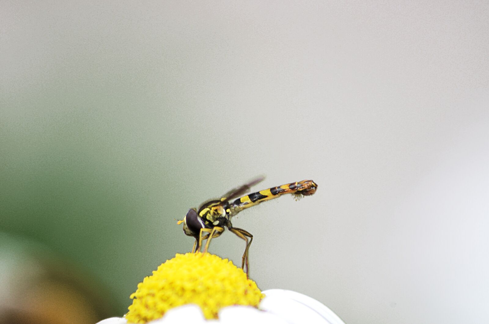 Nikon D5100 sample photo. Wasp, insect, yellow photography