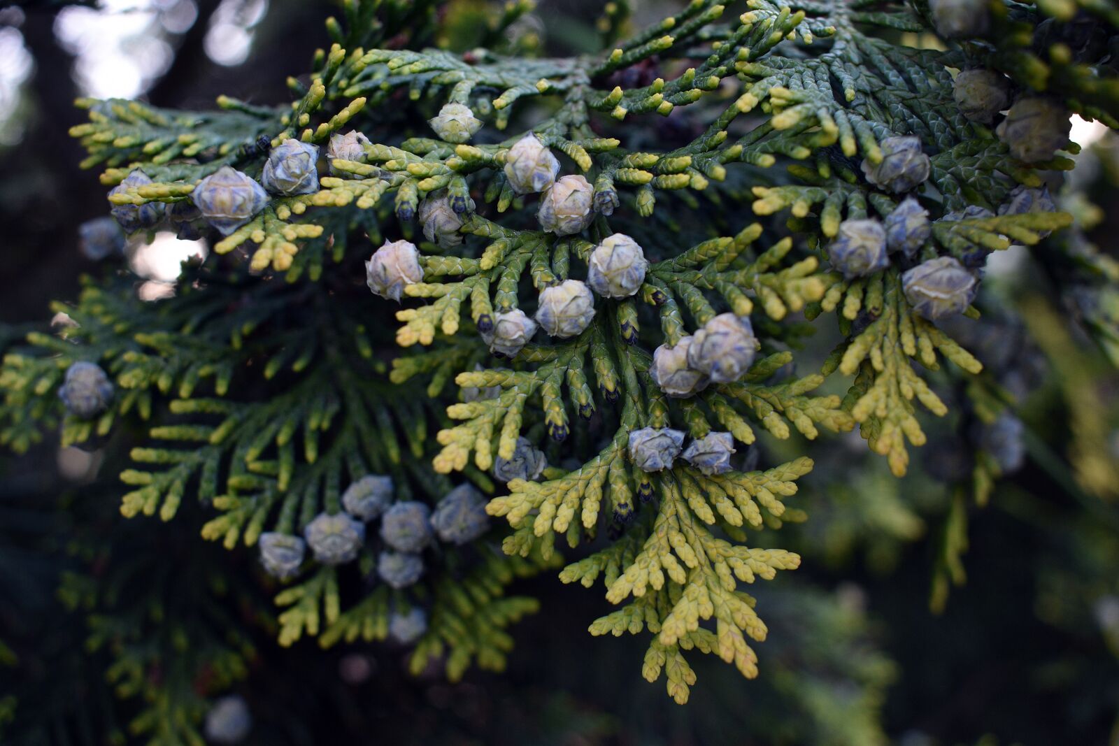 Nikon D3400 sample photo. Thuja, green, bush photography