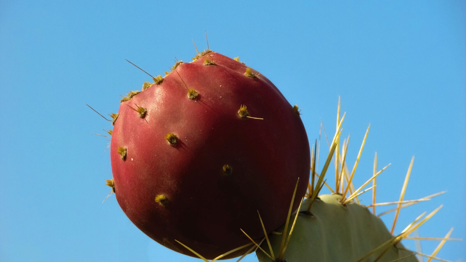 Canon PowerShot SX400 IS sample photo. Cactus, plant, fruit photography