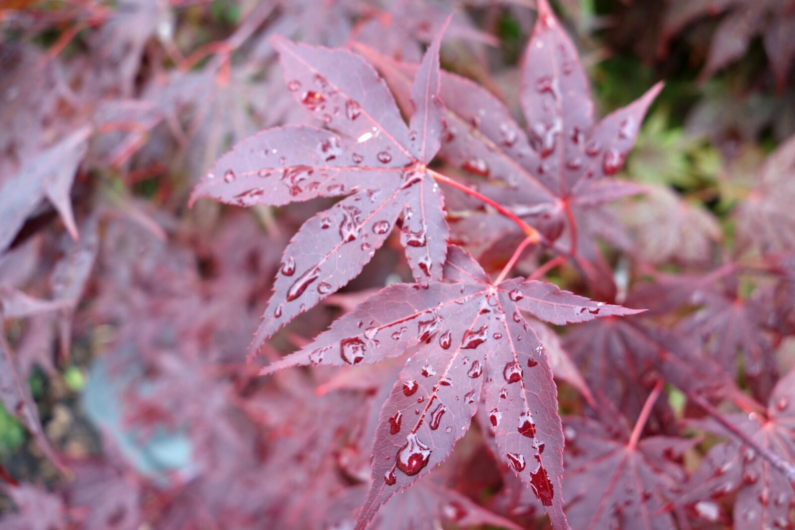 Sony Cyber-shot DSC-RX100 sample photo. Raindrop, maple, plant photography