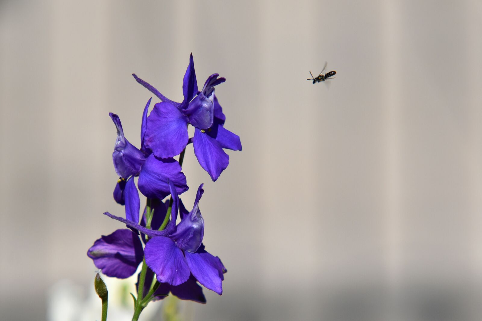 Nikon D3500 sample photo. Flowers, blue, spring photography