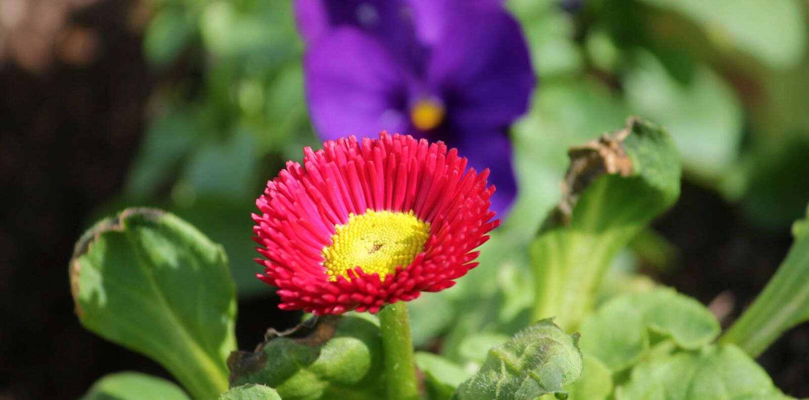 Canon EOS 1100D (EOS Rebel T3 / EOS Kiss X50) sample photo. Bellis, culture daisy, composites photography