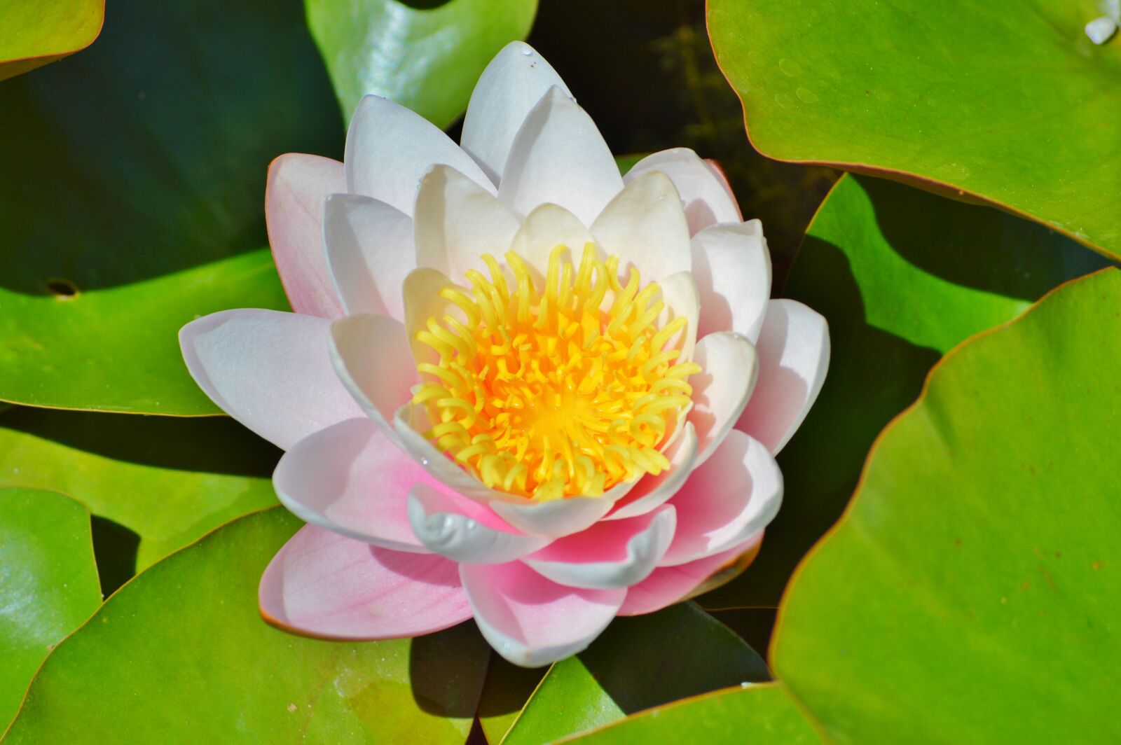 Nikon D3200 sample photo. Water lily, rose, flower photography