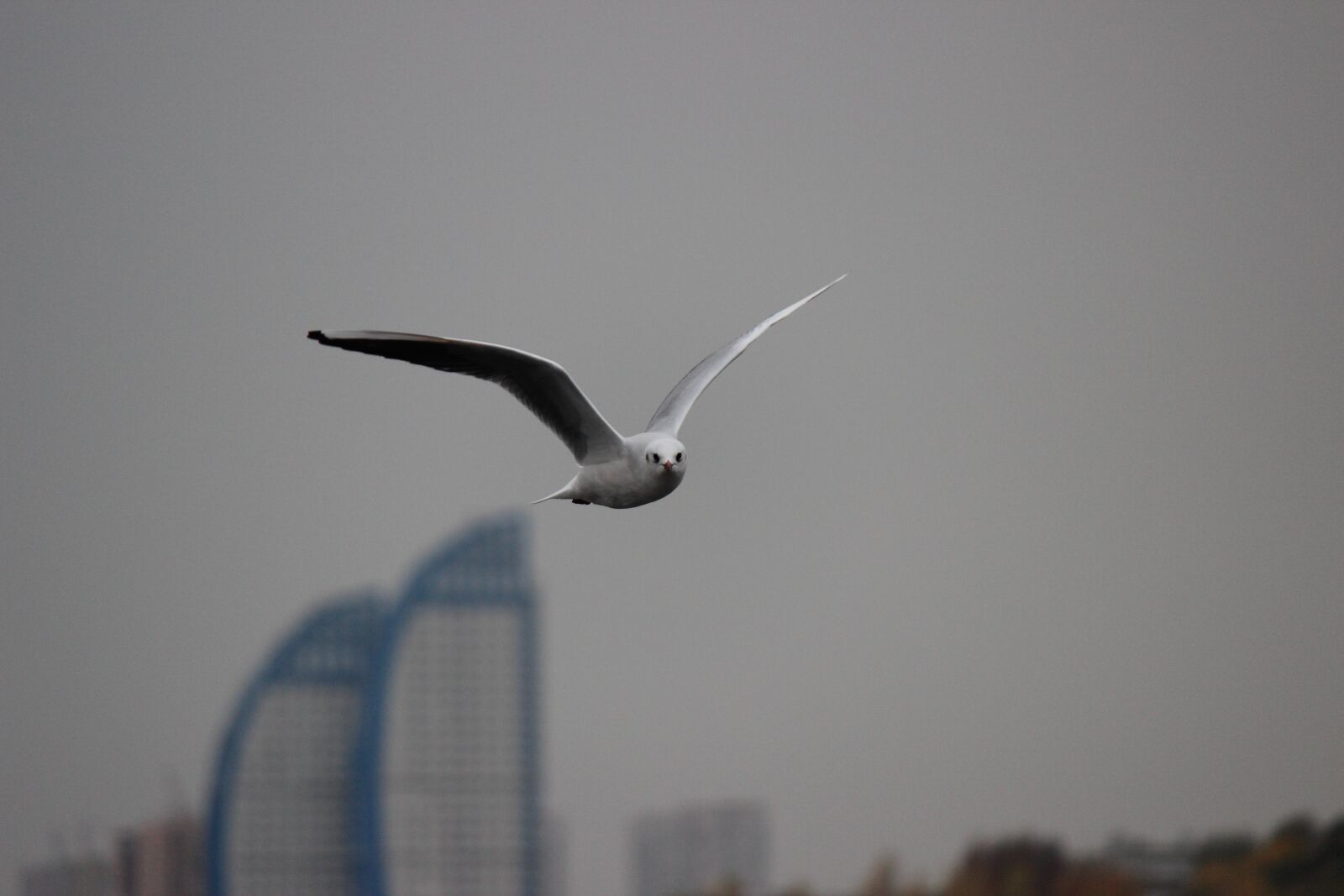 Canon EOS 600D (Rebel EOS T3i / EOS Kiss X5) sample photo. Seagull, white, flight photography