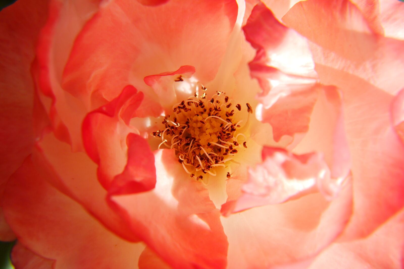 Panasonic Lumix DMC-G6 sample photo. Flower, pink, pistil photography
