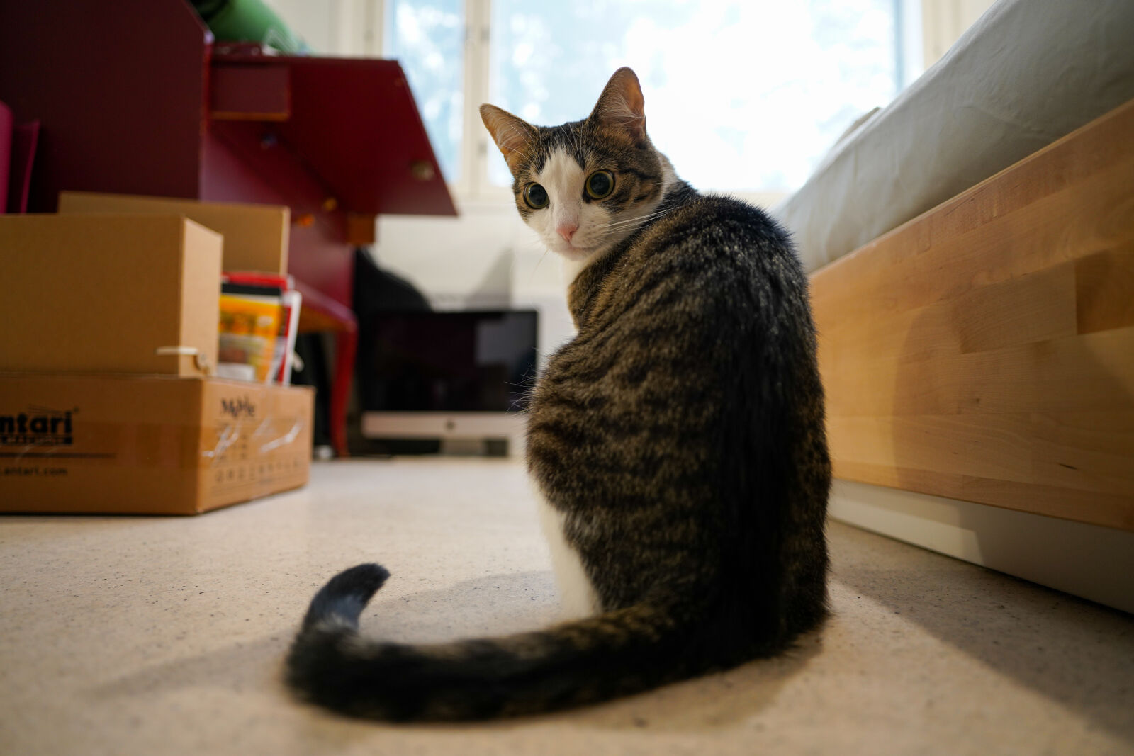 Sony a7R IV + Sigma 20mm F2.0 DG DN | C sample photo. Wide cat tail photography