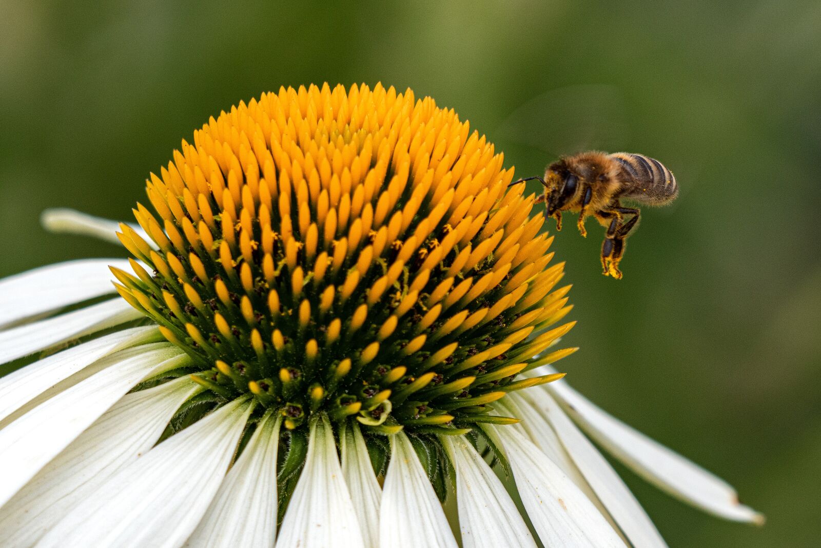 LEICA DG 100-400/F4.0-6.3 sample photo. Flower, bee, yellow photography