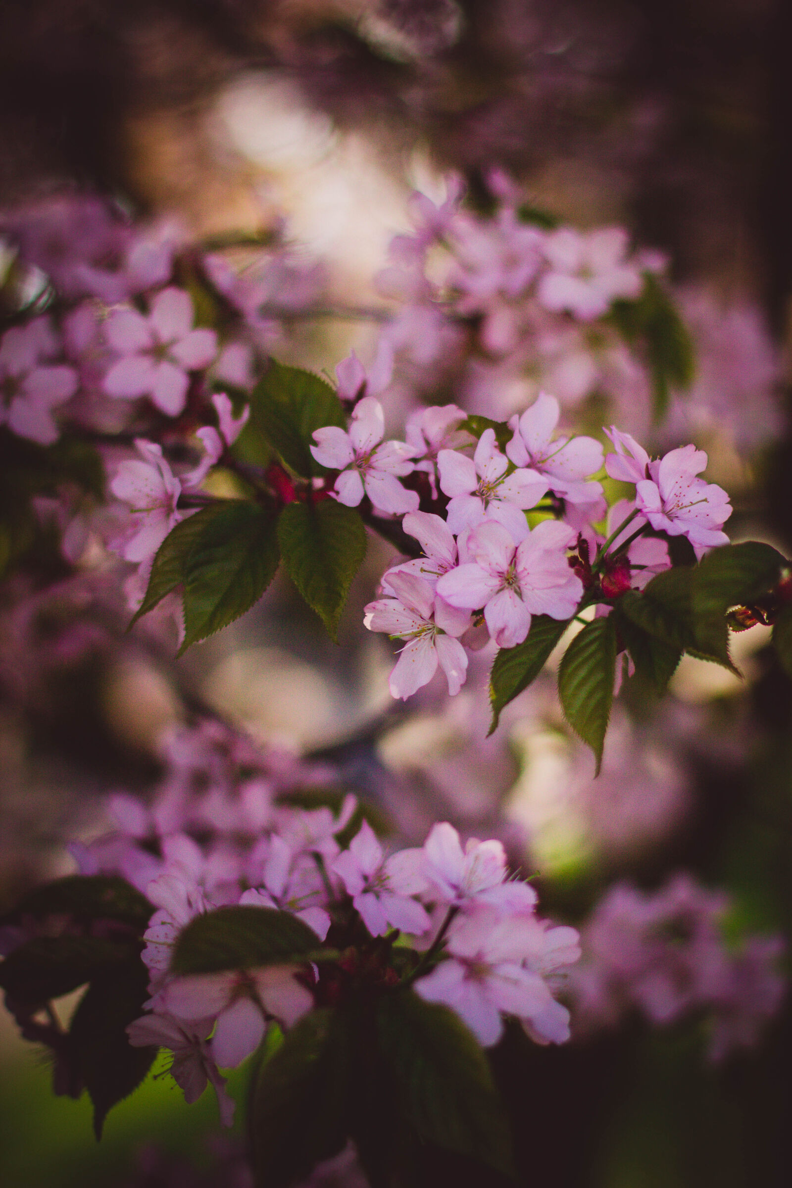 Canon EOS 600D (Rebel EOS T3i / EOS Kiss X5) + Canon EF 50mm F1.4 USM sample photo. Beautiful, bloom, blooming, blossom photography