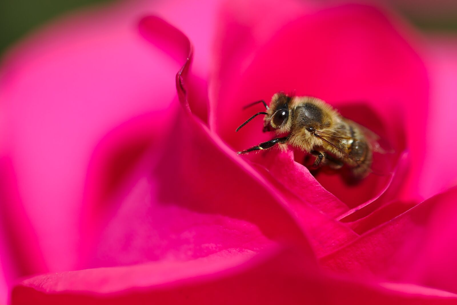 Canon EF 100mm F2.8L Macro IS USM sample photo. Rose, bee, macro photography