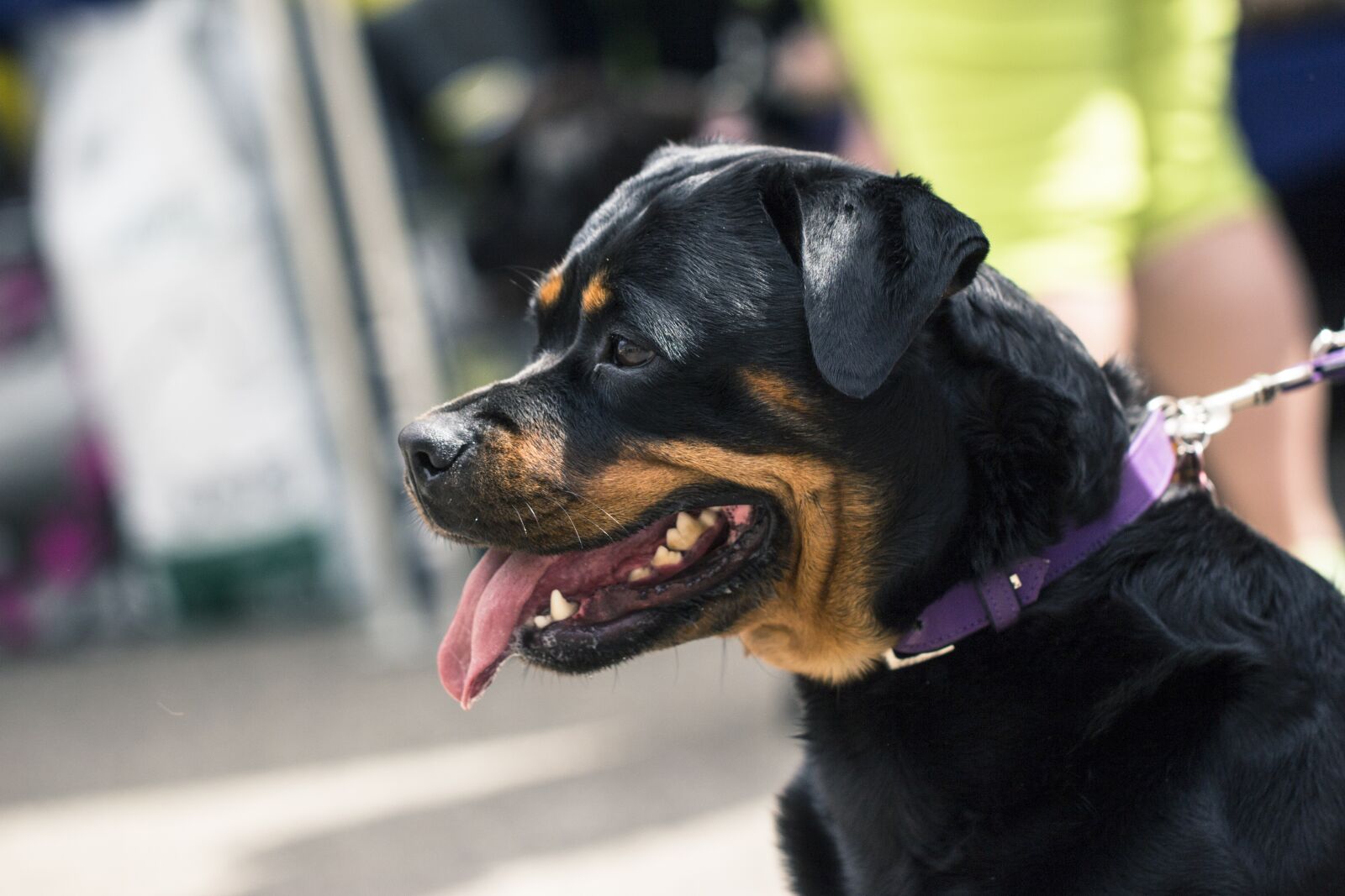 Canon EOS 650D (EOS Rebel T4i / EOS Kiss X6i) + Canon EF 100mm F2.8L Macro IS USM sample photo. Dog, animal, rottweiler photography
