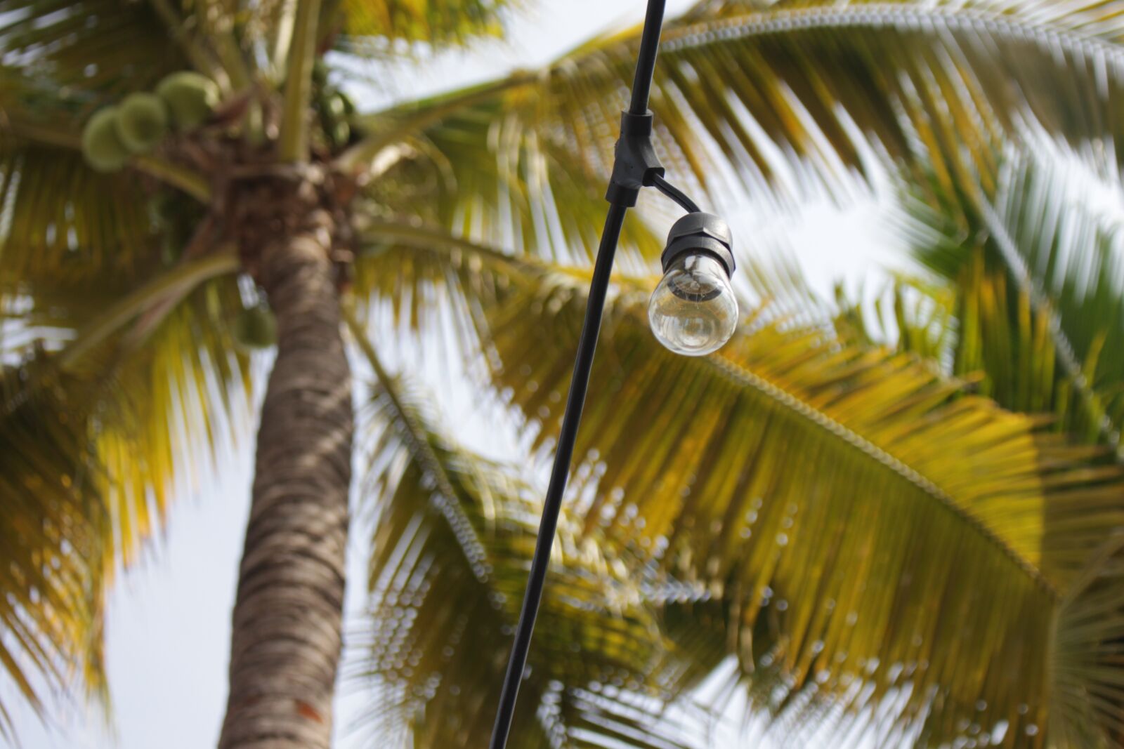 Canon EOS 700D (EOS Rebel T5i / EOS Kiss X7i) sample photo. Arecaceae, tree, tropical photography