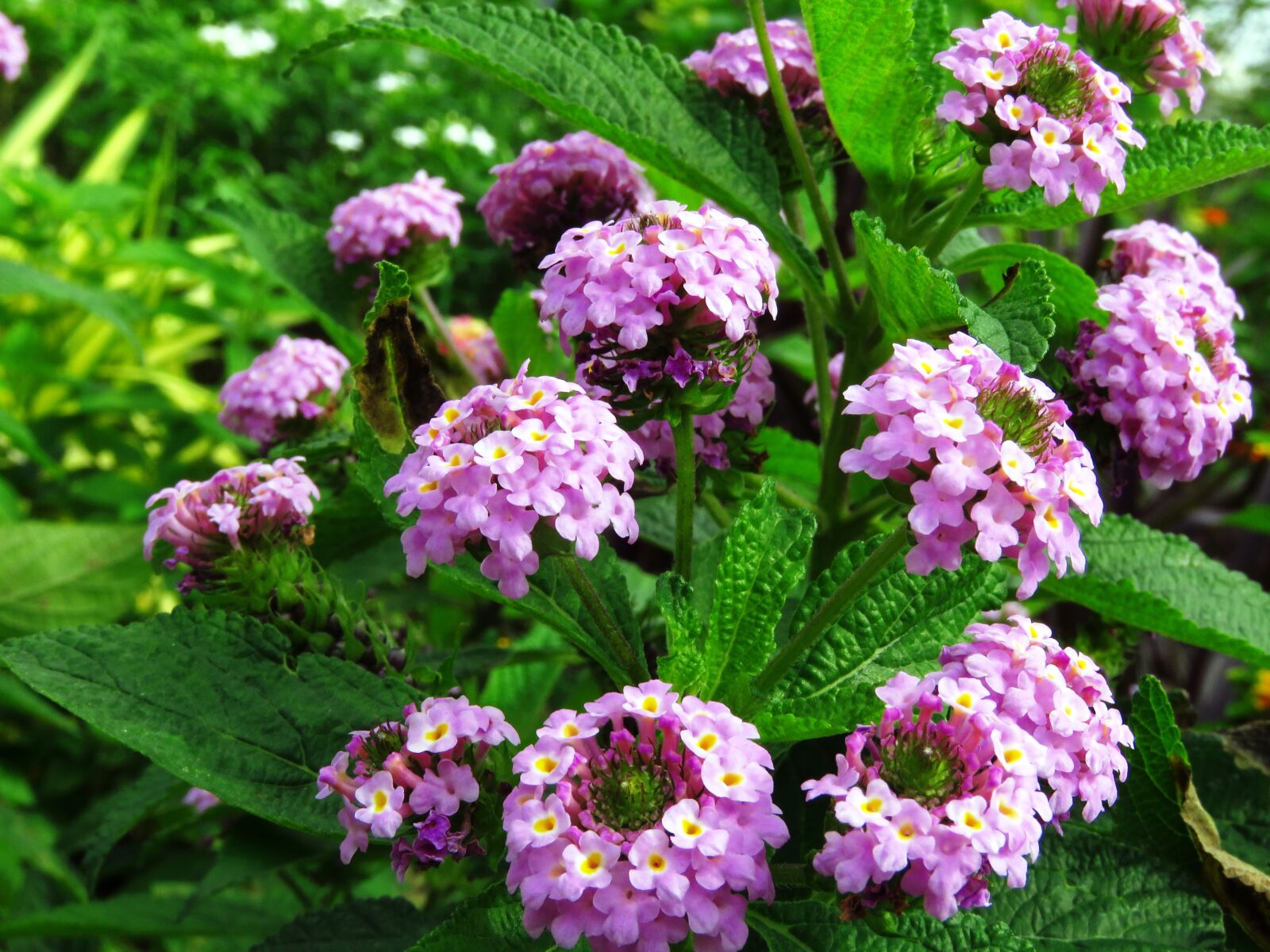 Canon PowerShot SX60 HS sample photo